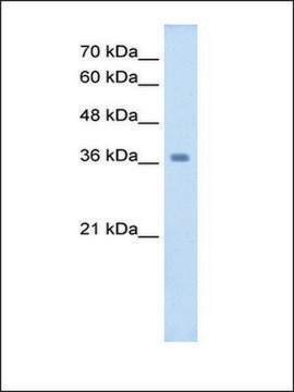 Anti-WNT16 antibody produced in rabbit IgG fraction of antiserum