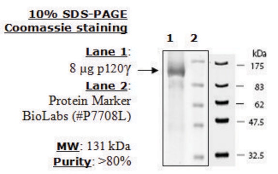 PI3 kinase (p120g) Active human recombinant, expressed in baculovirus infected insect cells, &#8805;90% (SDS-PAGE)