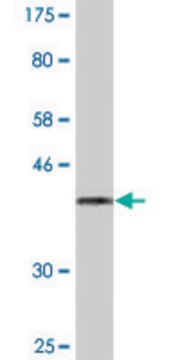 Monoclonal Anti-ZP2 antibody produced in mouse clone 2B9, purified immunoglobulin, buffered aqueous solution