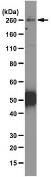 Anti-Ninein Antibody, clone 79-160-7 clone 79-160-7, from mouse