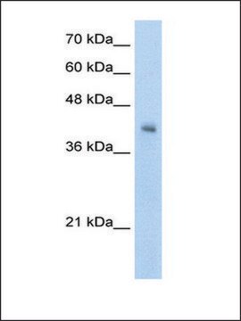 Anti-VSIG4 antibody produced in rabbit IgG fraction of antiserum