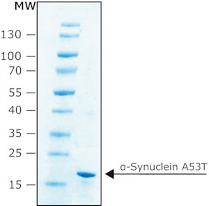 &#945;-Synuclein A53T human recombinant, expressed in E. coli, N-terminal histidine tagged, &#8805;90% (SDS-PAGE), lyophilized powder